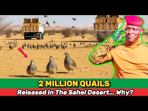 What’s REALLY Behind the Release of 2 Million Quails into the Sahel Desert?