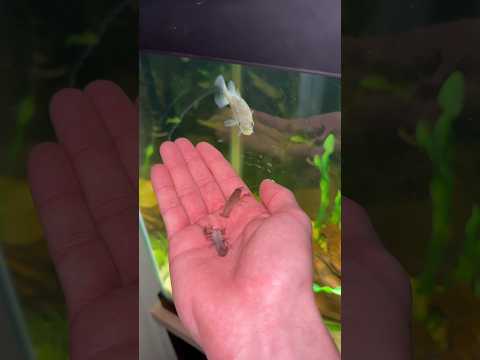 MY PET BABY BASS EATS EVERYTHING!!!
