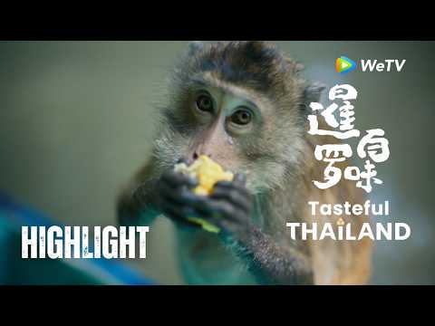 【暹罗百味 Tasteful Thailand】EP06 花絮 | 夜功府除了鲭鱼还有什么？What Else Does Samut Songkhram Hide?
