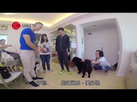 豪宅鬆獅犬得寵 老虎狗失寵困廚房「劏房」 同屋狗大戰因狗主無意間煽風點火 Eric Ko解釋狂講「NO」失效原因【煉狗術師S1 EP4-2】