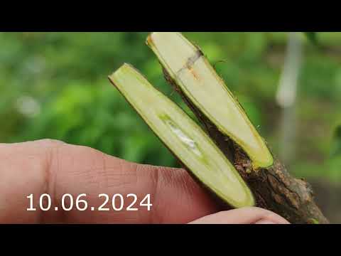 летняя прививка дерева 1 год