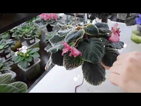 ВСЕ, МНЕ НАДОЕЛИ ФИАЛКИ!!!! Почему я разочаровалась в фиалках или как выбирать сорта в коллекцию.