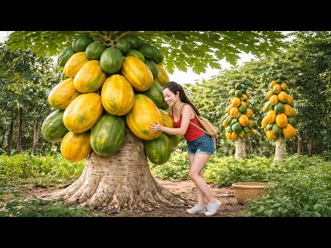 Harvesting GIANT Organic Papaya from Massive Tree Roots | Villagers Rush to Buy at Rural Market