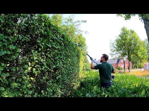 Cutting a Beech Hedge in Germany