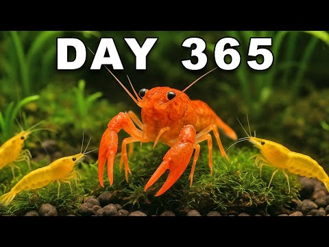 Simulating a Lake Ecosystem for 365 Days