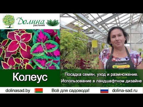 КОЛЕУС: от посадки до размножения. Использование в ландшафтном дизайне. Комнатные растения из семян.