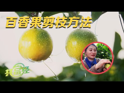 美女白领辞职回乡种百香果，钻研出了一套靠谱的剪枝方法！每颗果实又大又甜，年产值超4亿元！|「共富经」20240130