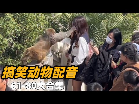【搞笑动物配音】一次看过瘾80合集篇，专治不开心！