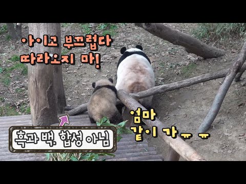 ★에버랜드 판다월드 ep7★ 오늘은 출근길부터 꼬질미 만렙을 찍어 보았어요! 보자마자 헉 할 아기판다 푸바오 비주얼 (합성이나 효과 1도 없음ㅋㅋ) Baby Panda Fu Bao
