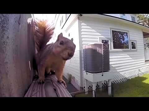 1 КАДР НА МИЛЛИОН: Смешные животные, которые устроили настоящее шоу 😂