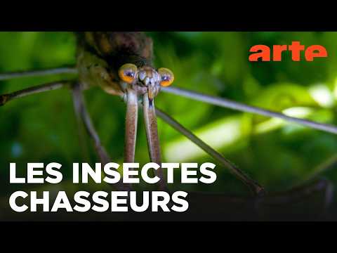 Les prédateurs féroces | Insectes rampants | ARTE Évasion