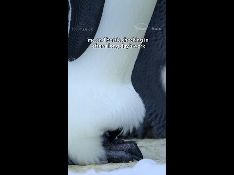 Besties who brood-pouch together, stay together 🫶 #SecretsOfThePenguins