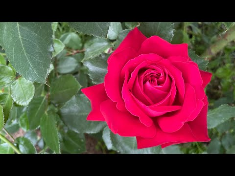 Троянди, які б я повторила у своєму саду. Особливості сортів