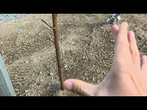 How to grow peach seedlings very easily. How to grow branches more than 2 meters tall in the firs...