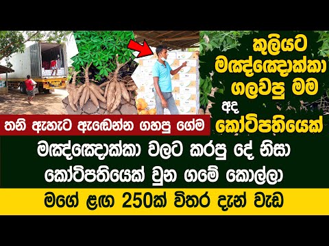 මඤ්ඤොක්කා වලට කරපු දෙයින් කෝටිපතියෙක් වුන ගමේ කොල්ලා   - Cassava Export | Ajith Rathnasiri