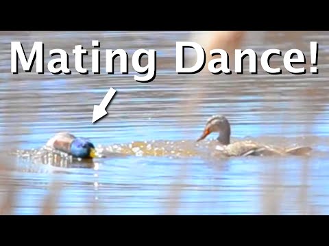 6 Duck Behaviors (Mallards And More)
