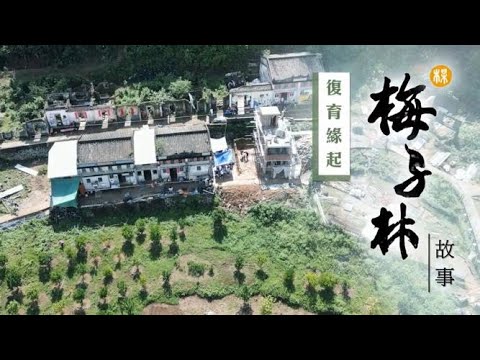梅子林故事 (一)