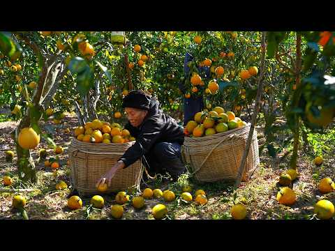 Grandma used 100 jin (50 catties) of oranges to make traditional Chinese food.