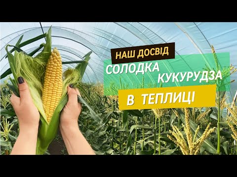 🌽😍 СОЛОДКА КУКУРУДЗА В ТЕПЛИЦІ 🤑😵