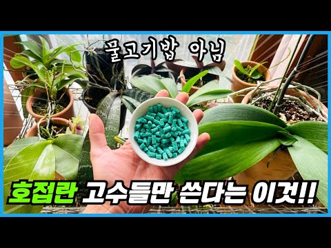 호접란 잎 두배 키운 이것의 정체?? 꽃까지 주렁주렁!!