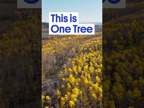 This 'Forest' Isn't What You Think