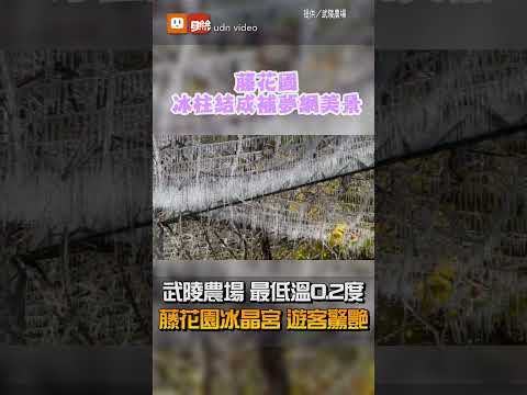 【地方】今晨最低溫0.2度 武陵農場藤花園冰晶宮再現 畫面驚艷