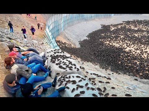 Вот Что Происходит Если Пустыню Сперва Заселить Тысячами Мышей