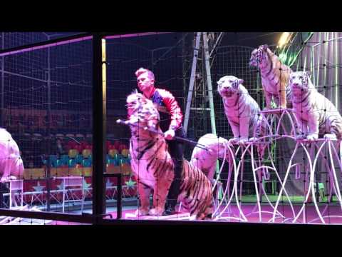 " Big Cats Show "