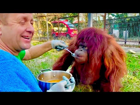 НЕВОЗМОЖНО НЕ СМЕЯТЬСЯ! Олег Зубков принес борщ и они вместе с орангутаном Даной ОБЕДАЮТ)))