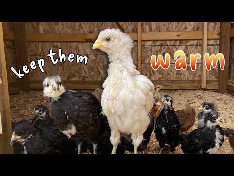Raising Chicks In Cold Weather?? | Why FALL Might Be The Best Time For Baby Backyard Chickens