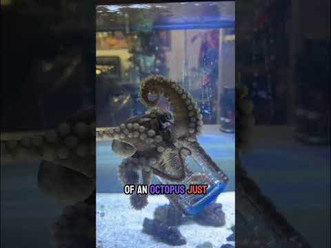 Marley the octopus catches a crab 🦀