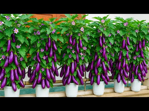 A Beautiful Balcony Method for Year Round Eggplants