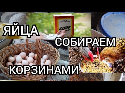 ✔СОДА для Кур!//Как Давать Курам Картофель?//Чем Кормить,чтобы Куры Несли Яйца?!