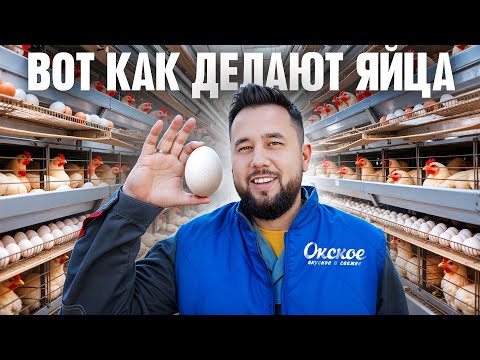 The whole truth about chicken egg production. The egg business. Okskoye Poultry Farm