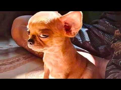 Собаки которые поднимут вам настроение за 1 минуту