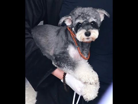 老大的寵溺 幸福的呆妹🌹 #lyn #刘宇宁