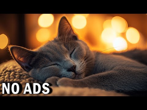 1 Hour of Healing Music for Cats | Soothing Sounds to Ease Separation Anxiety & Help Deep Sleep