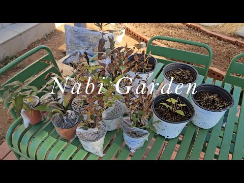 작지만 자연주의정원 시작!! 낙엽속 세상 엿보기/파종이들의 비닐하우스만들기/에키네시아팔리다/주름미역취파이어웍스/뿌리속단/살비아네모로사카라도나/별정향풀스톰클라우드/버지니아냉초