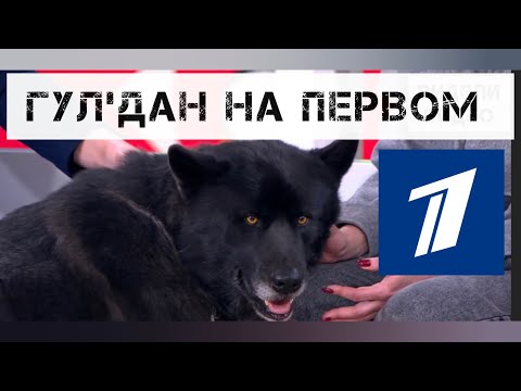 Talking wolfdog Gul'dan on Channel One.