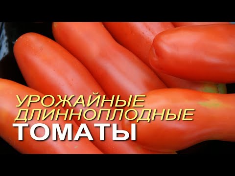 ДЛИННОПЛОДНЫЕ и очень УРОЖАЙНЫЕ томаты, которые плодоносят в ЛЮБОЕ лето! Советы от ЗЕЛЕНОГО ОГОРОДА!
