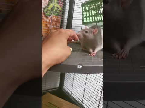 Крысе исполнилось 3,7 лет