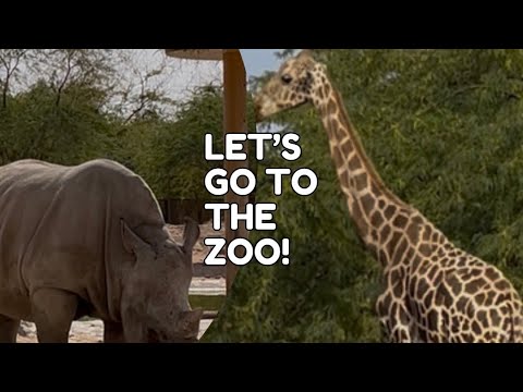 ANIMALS IN AL AIN ZOO #wanderlust #animals #satisfying #wildlife 
