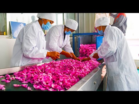 走进玫瑰花的种植加工工厂，探秘他们是如何赚钱的？原来一公斤能卖到几十万元