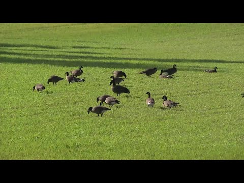 Farmers urge CRD to step up as non-migratory geese damage crops