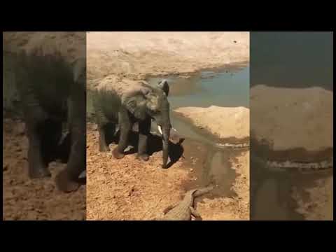 This elephant is so funny