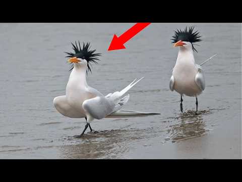 Animals Are The FUNNIEST Creatures On The Planet! 🤣