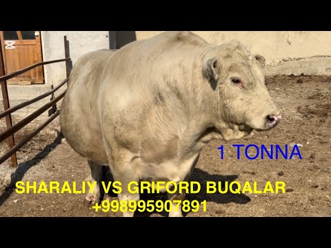  SAMARQAND JOMBOY SHERBEK AKANI XALOL MEXNATINI KURING +998995907891 SHARALIY AULIKOL BUQALAR