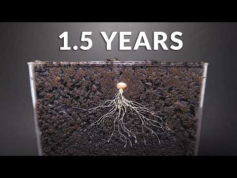 1.5 YEARS 4 minutes - Time-lapse compilation