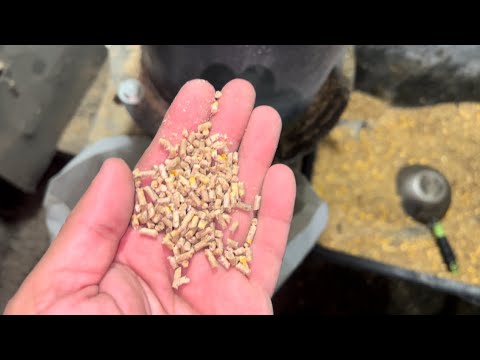 Рецепт И Процесс Изготовления Комбикорм Для Кур Несушек Молодняк 6-18 Недель