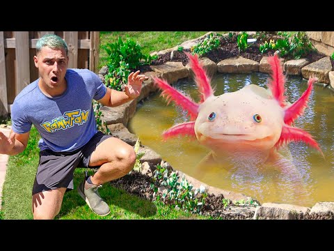 I FOUND AXOLOTLS IN My Pond